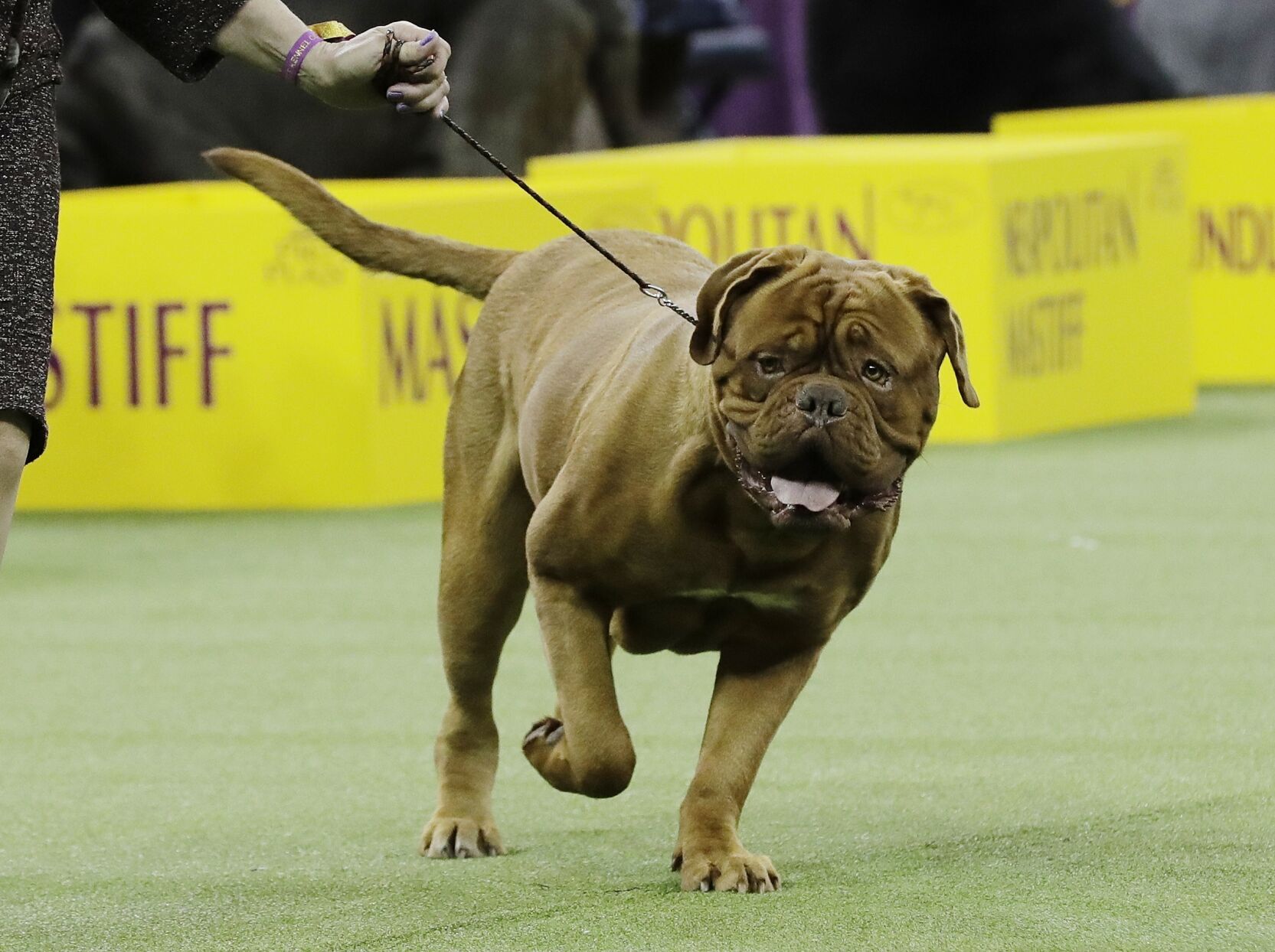 Westminster Dog Show